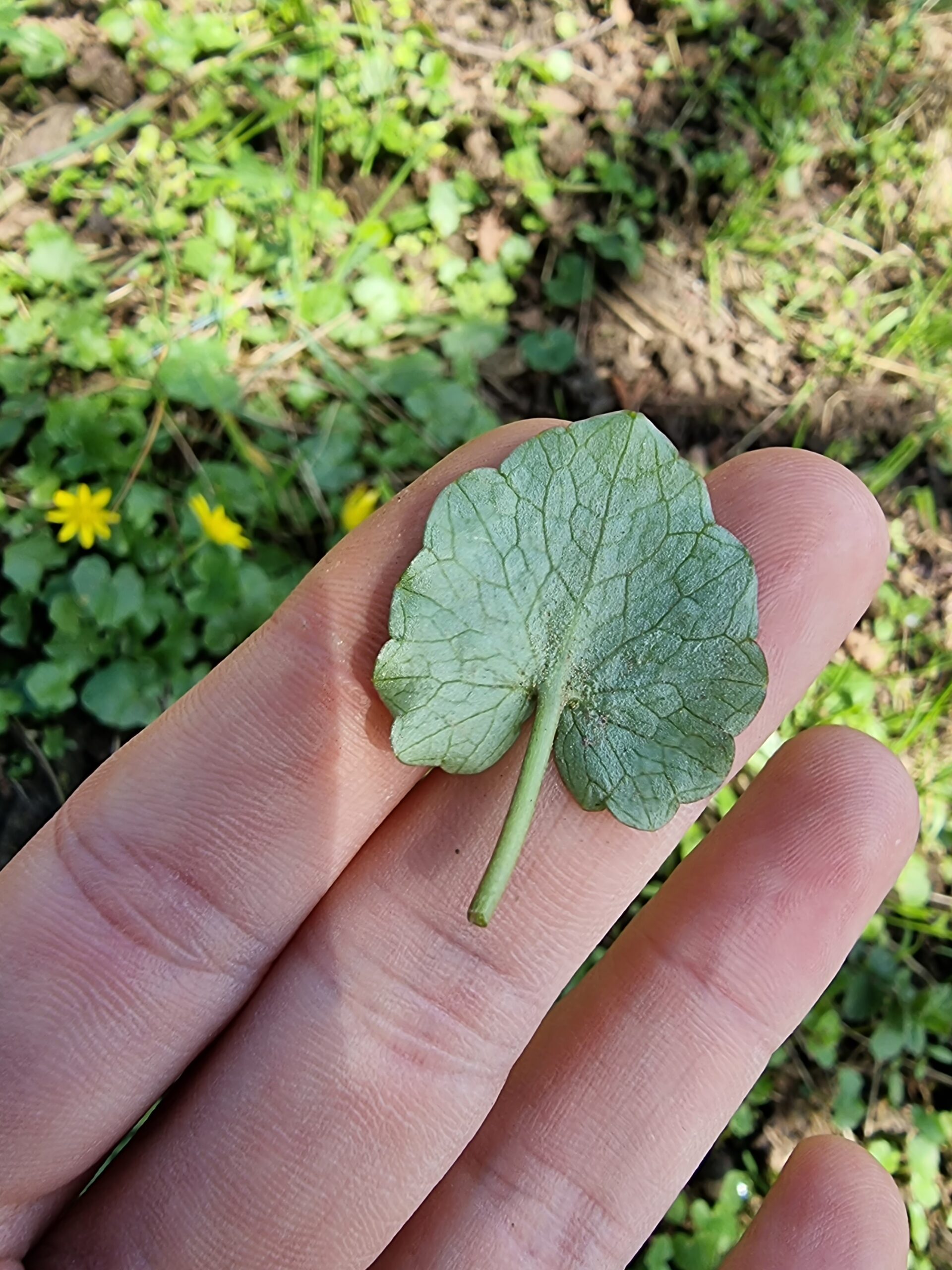 Dessous de la feuille de ficaire (ficaria verna)