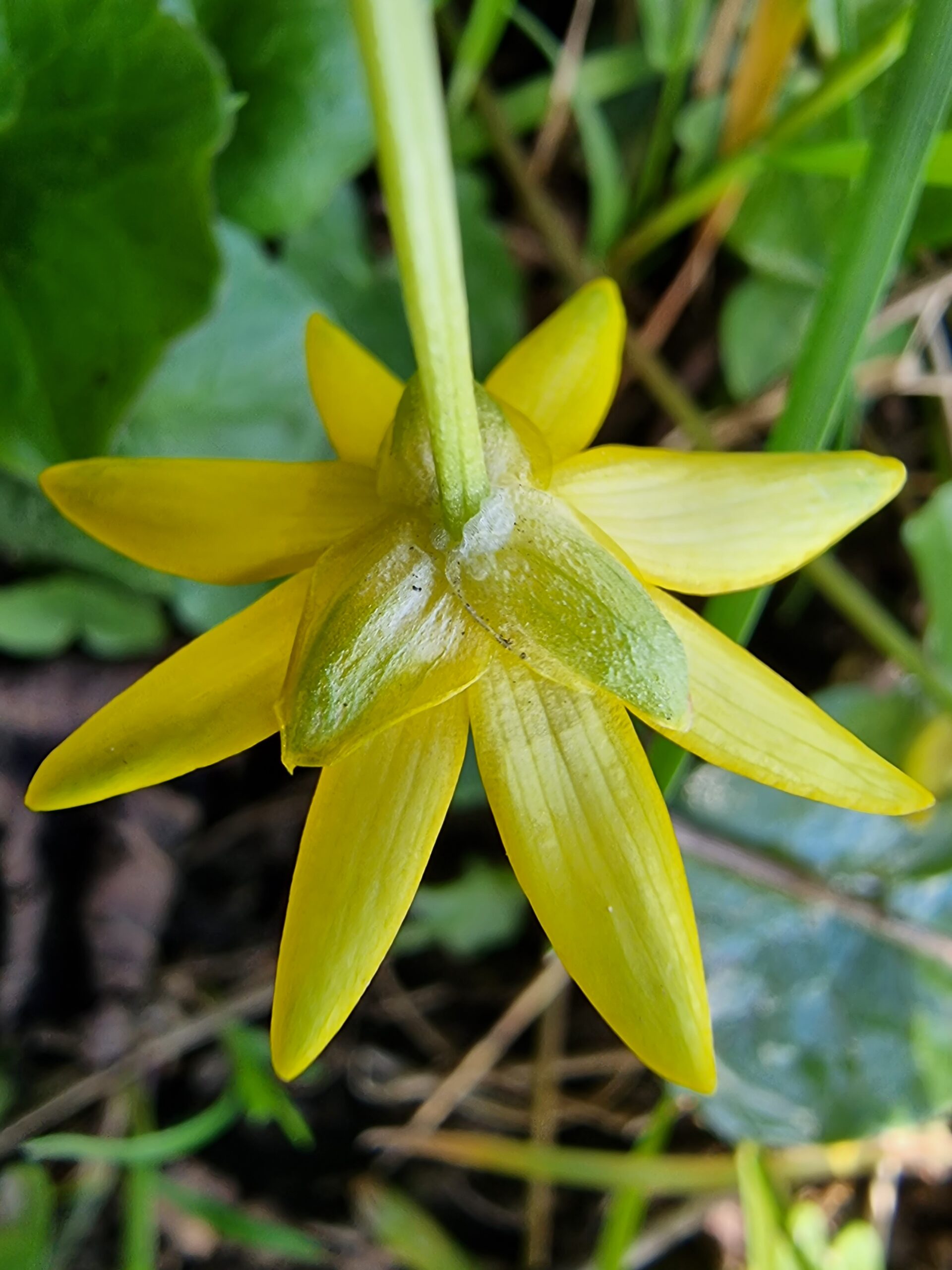sépales de la ficaire