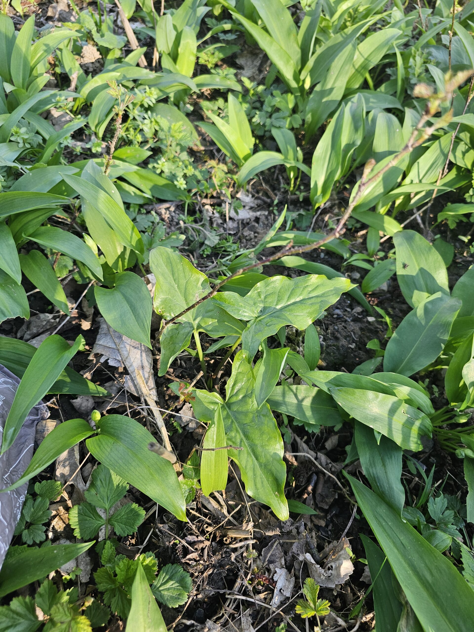 L'arum tacheté pousse à côté de l'ail des ours