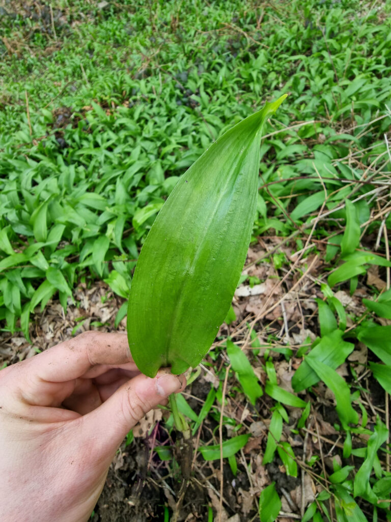 Dessus de la feuille de l'ail des ours.