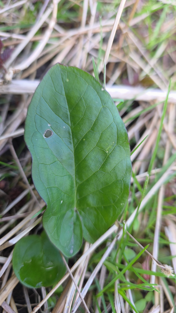 jeune feuille arum maculatum