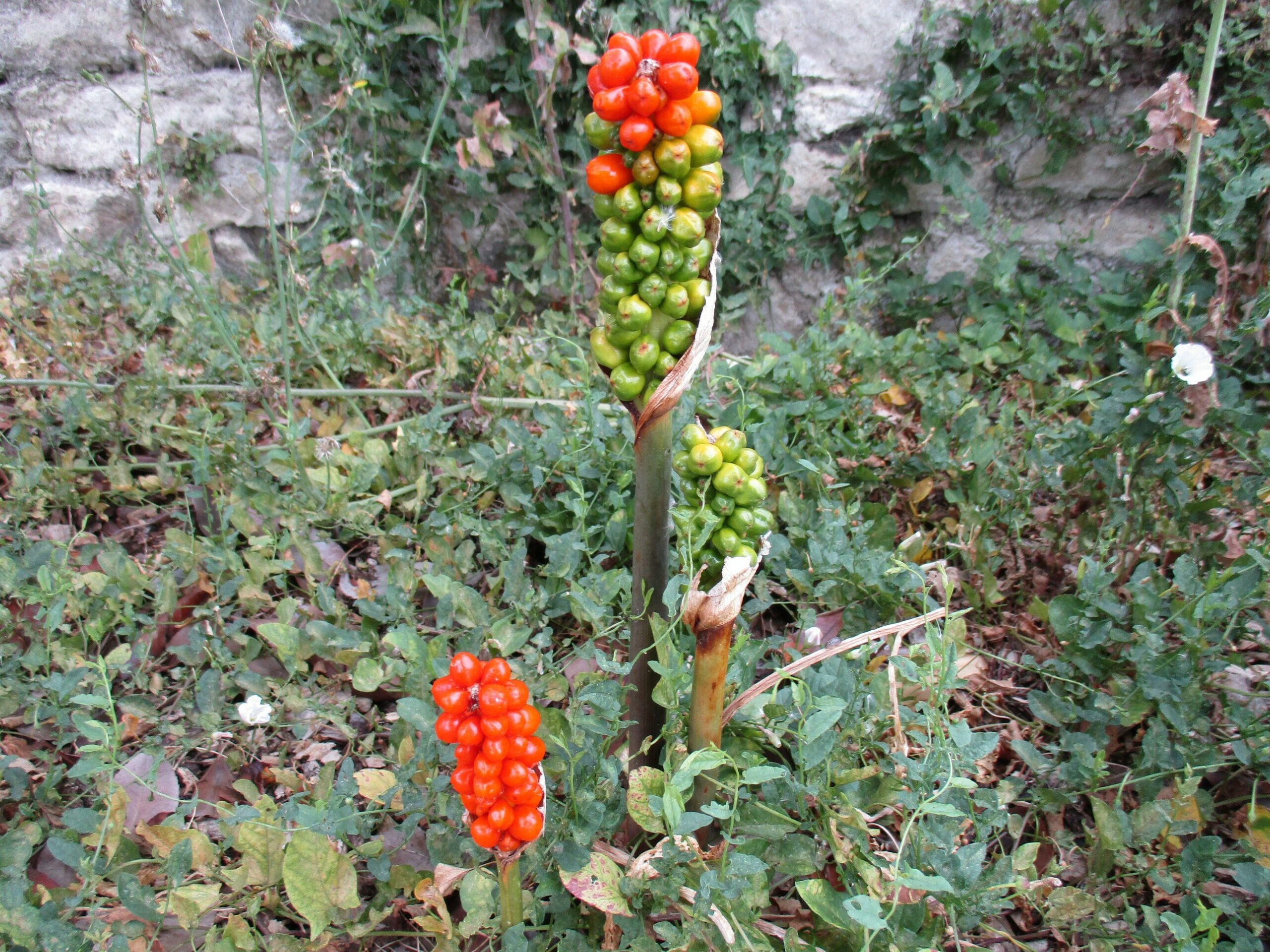 fruits arum sauvage toxiques