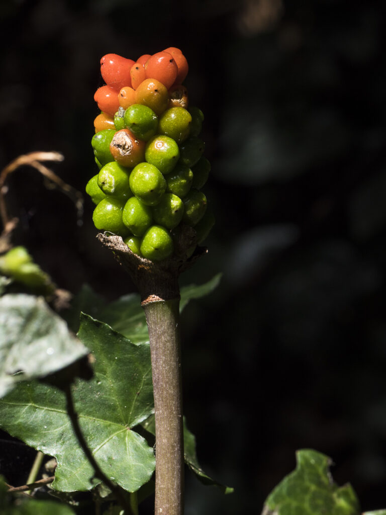 fruits arum sauvage très toxiques