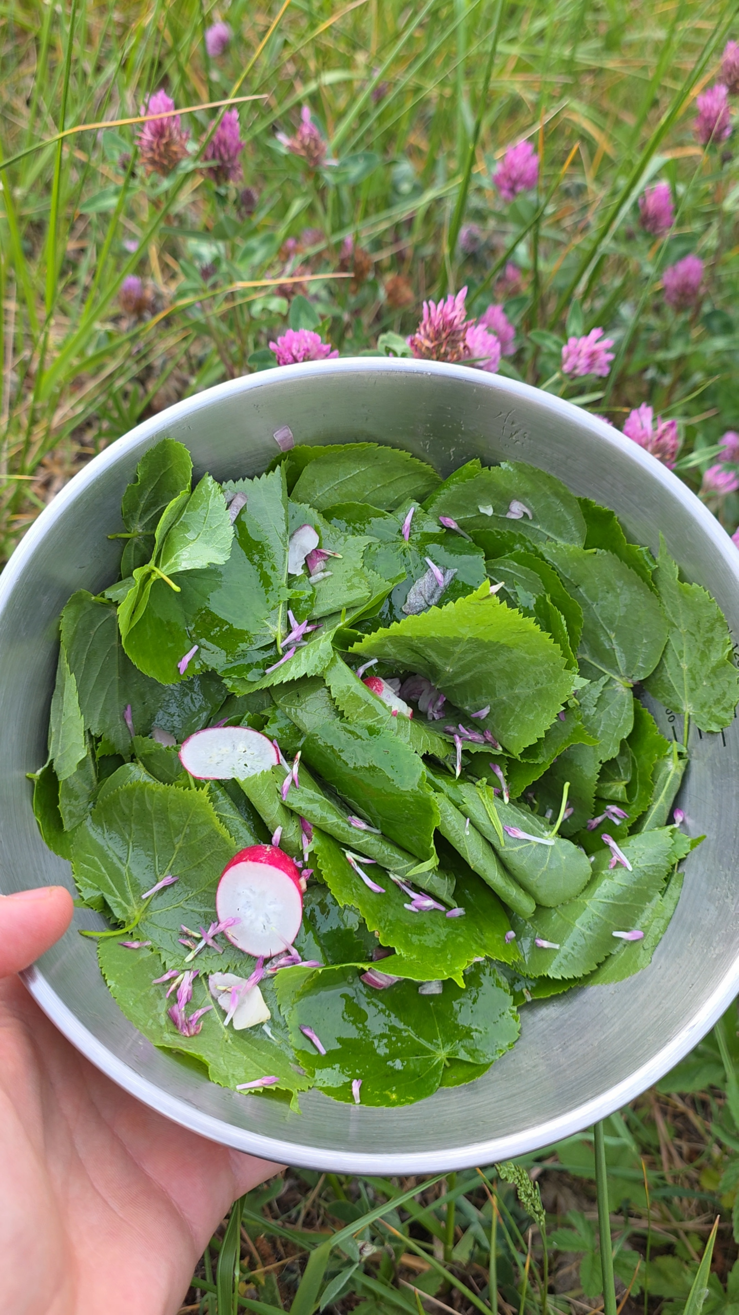 Salade de feuilles d'un tilleul à petites feuilles