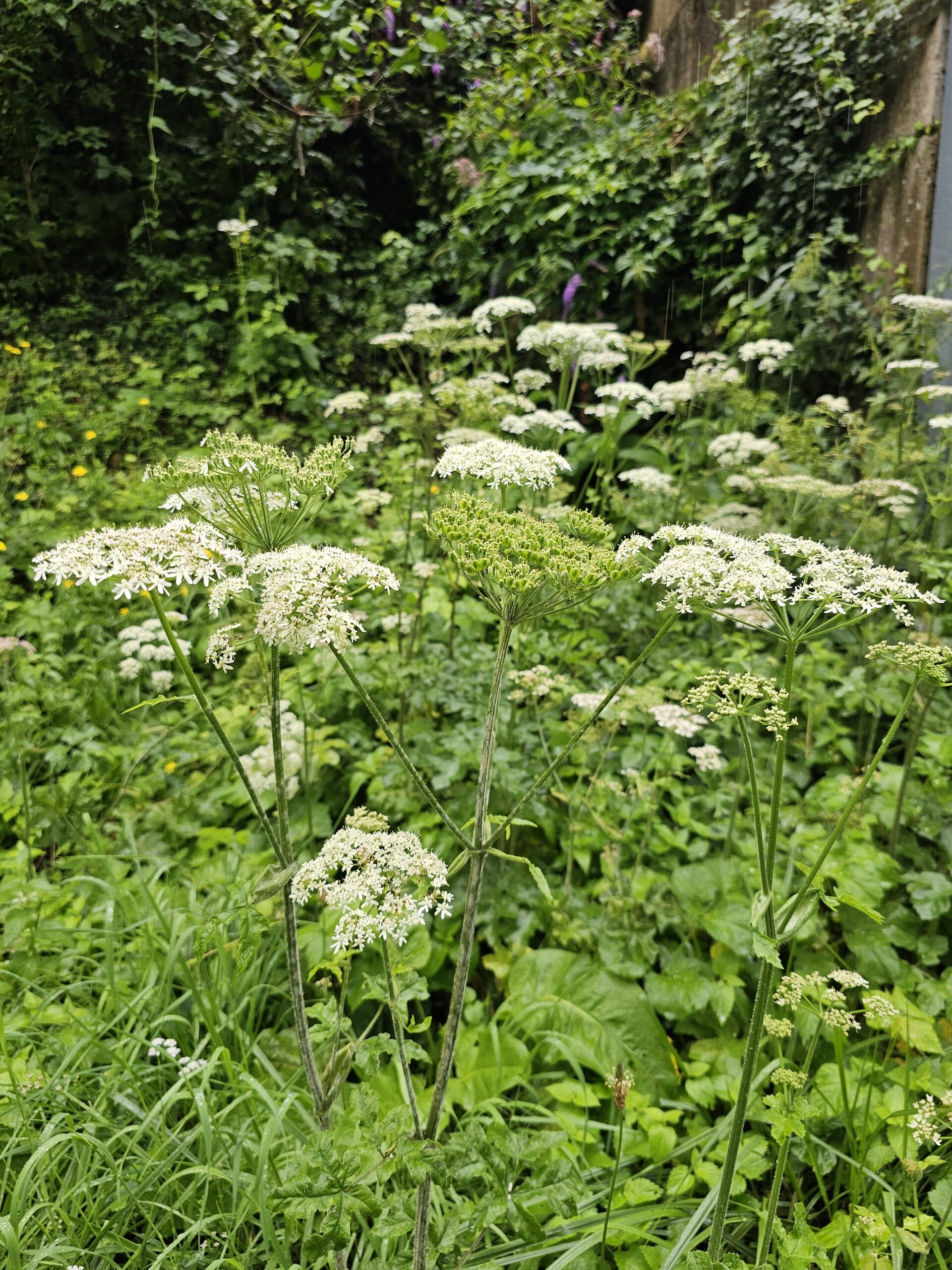 La grande berce renferme du calcium