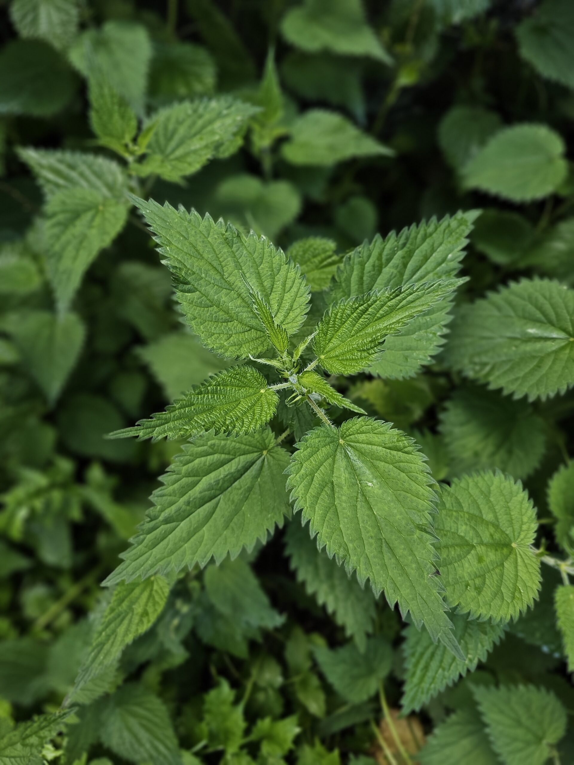 L'ortie est une plante sauvage riche en calcium et en magnésium
