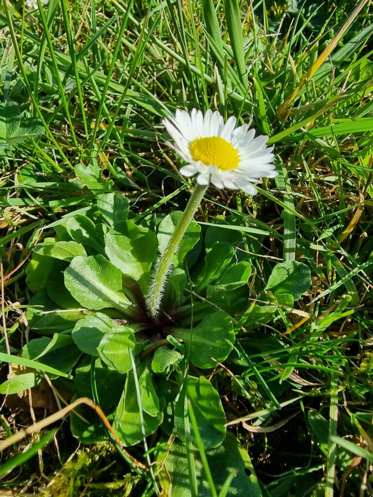 pâquerette riche en calcium