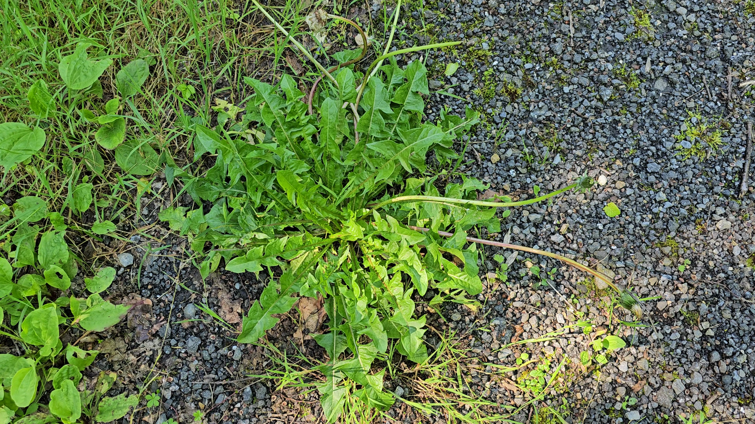 Les pissenlits font partie des plantes riches en calcium