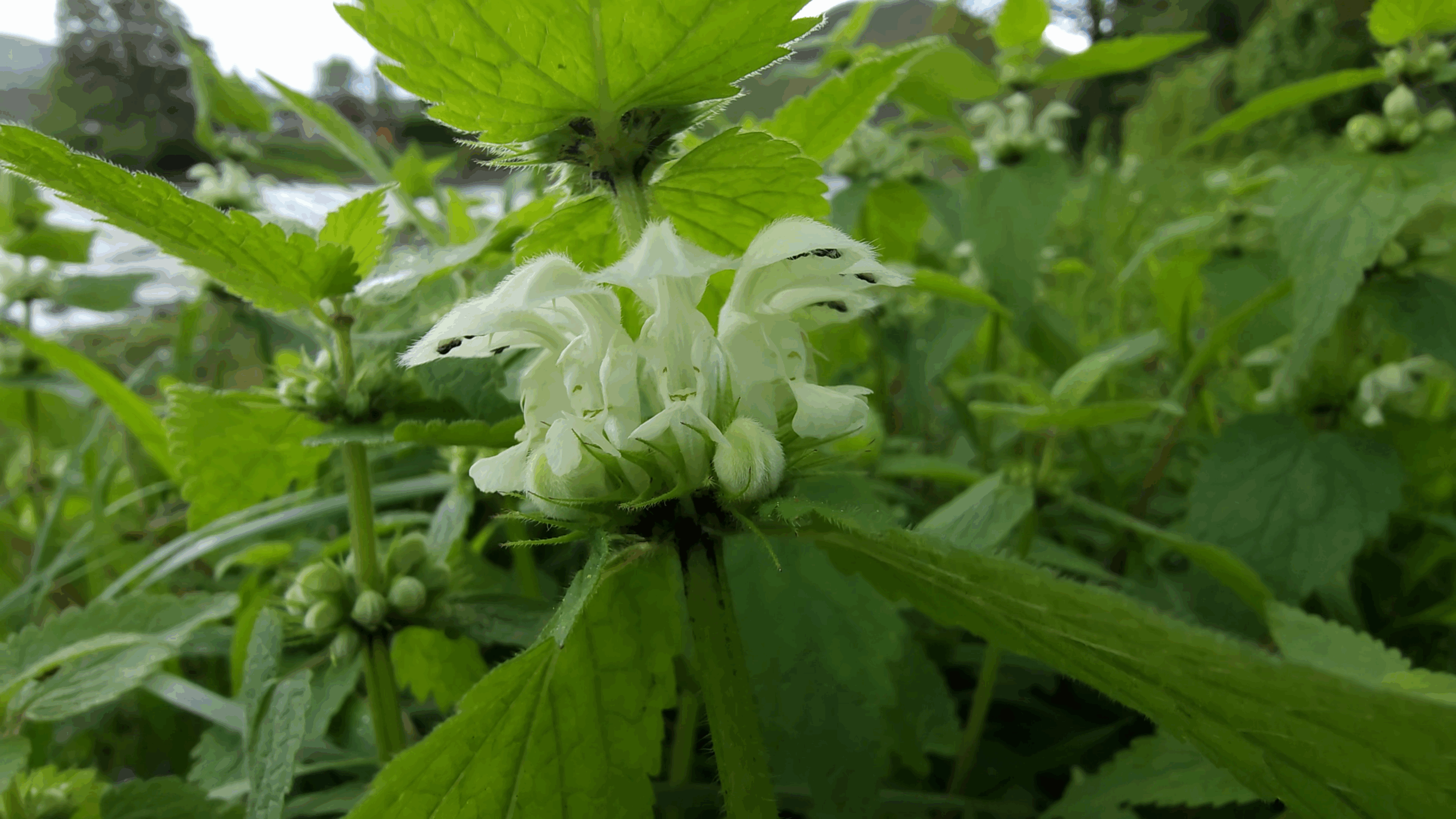 Fleurs zygomorphes du lamier blanc