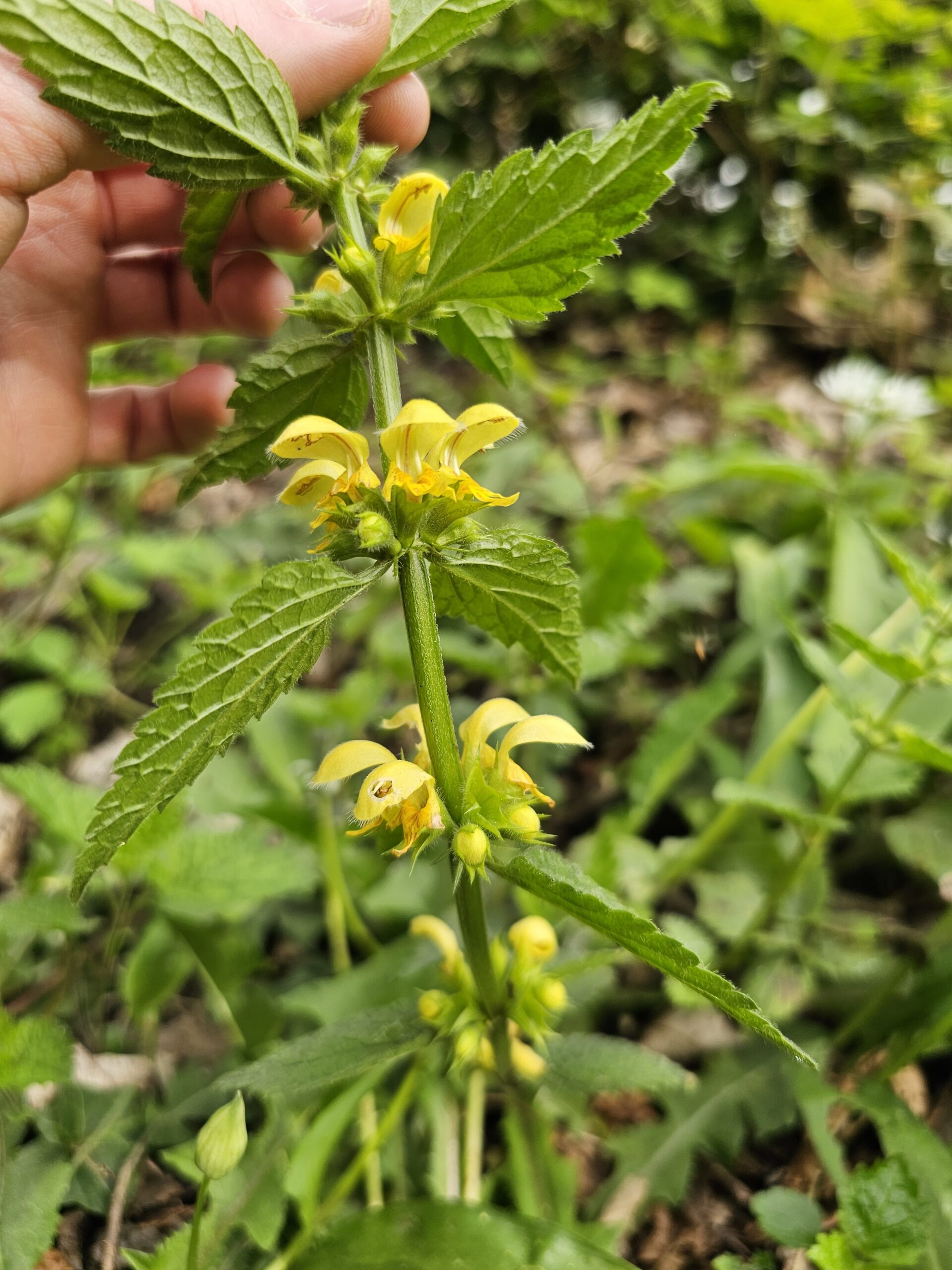 Fleurs zygomorphes du lamier jaune