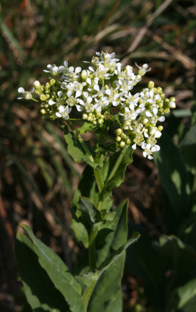 Inflorescence de brocoli sauvage