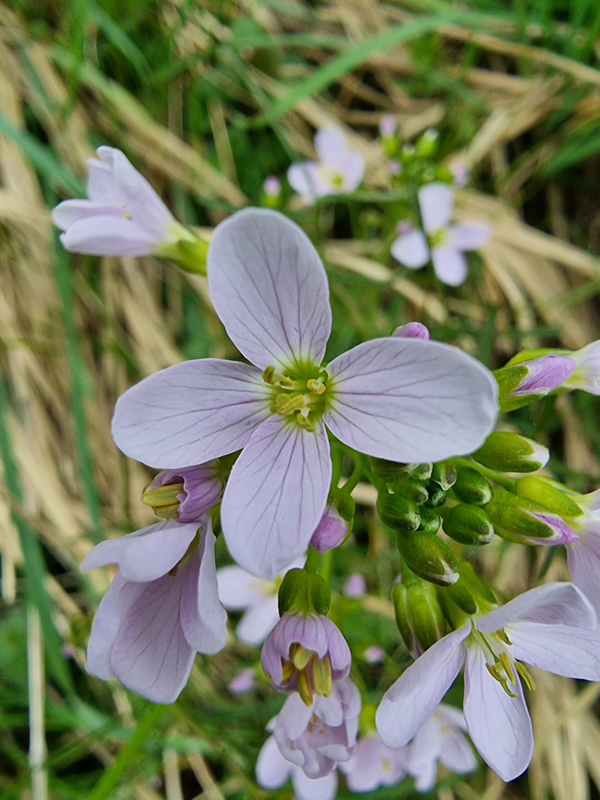 Fleur caractéristique de la famille des Brassicacées