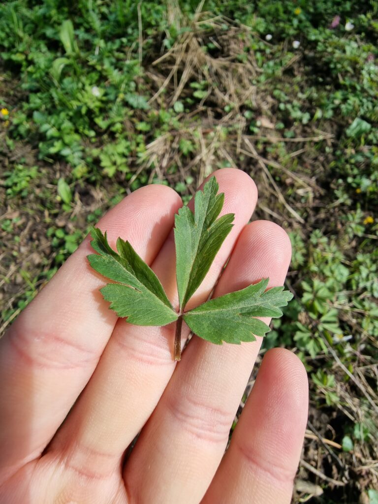 Feuille de l'anémone des bois