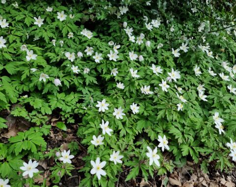 L'anemone des bois (Anemone nemorosa) toxique