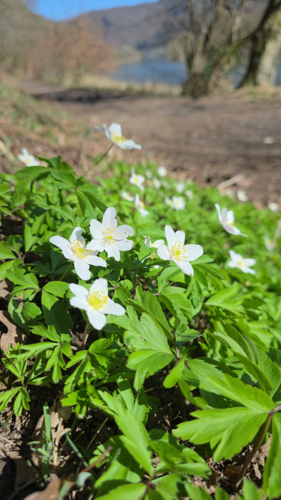 anemone des bois toxique