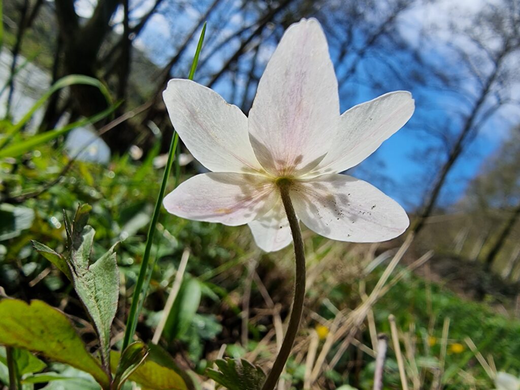 Derrière la fleur de l'anémone des bois