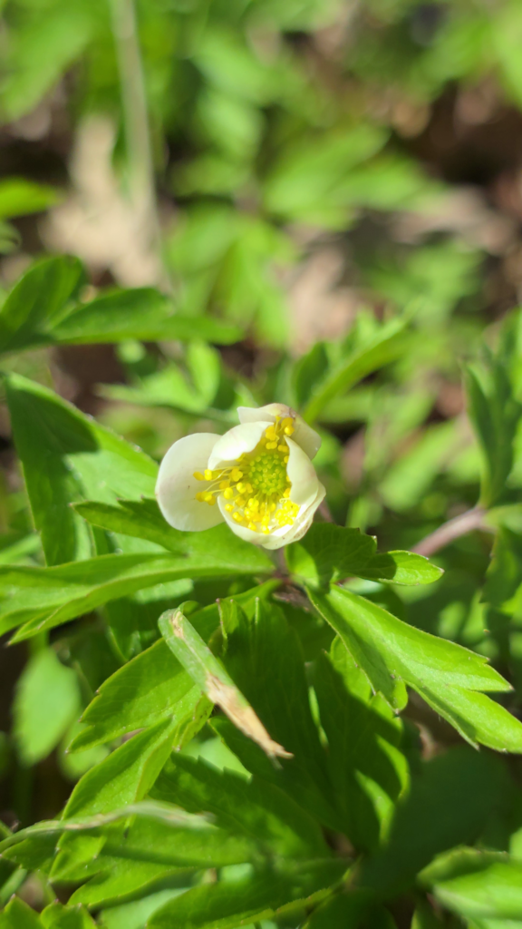 anemone sylvie, la fleur se ferme