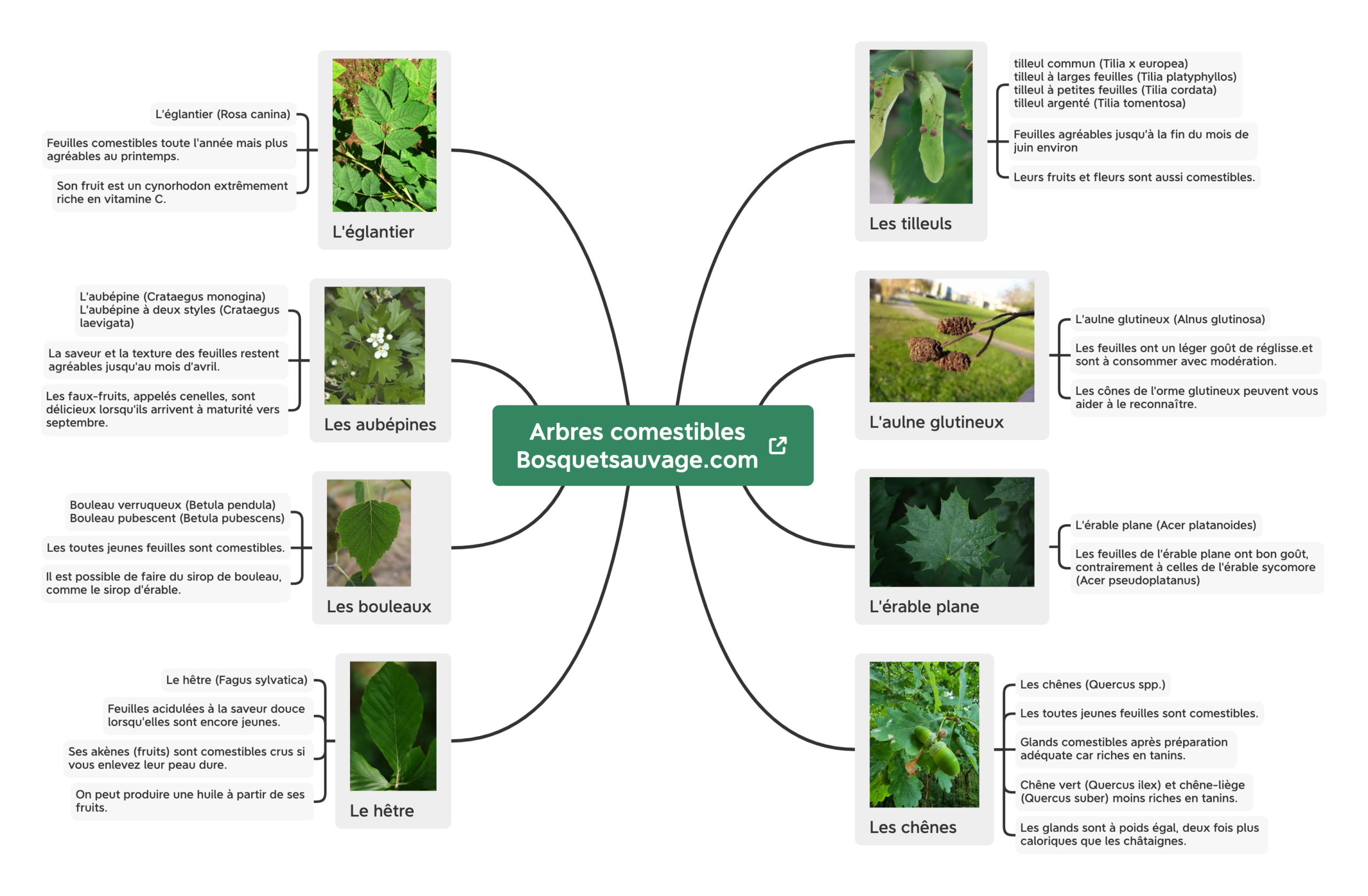 arbres comestiblesbosquetsauvage.com 