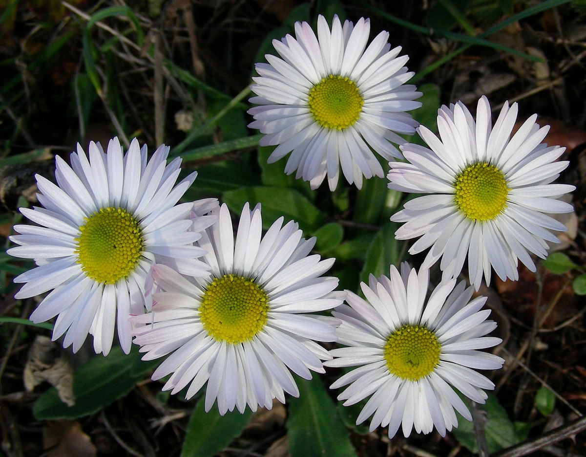 bellis sylvestris paquerette des bois comestible