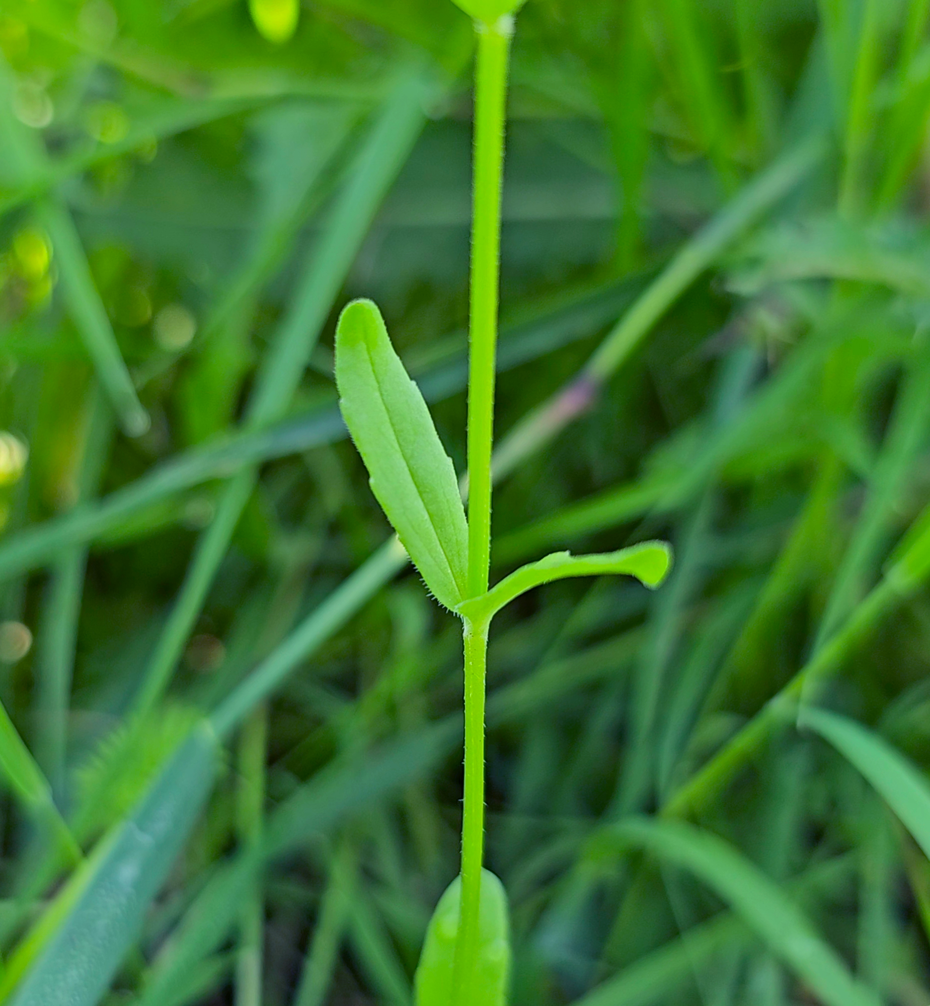 feuilles caulinaires mache sauvage