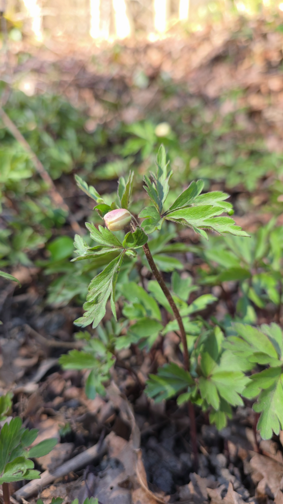 fleur fermée de l'anemone des bois