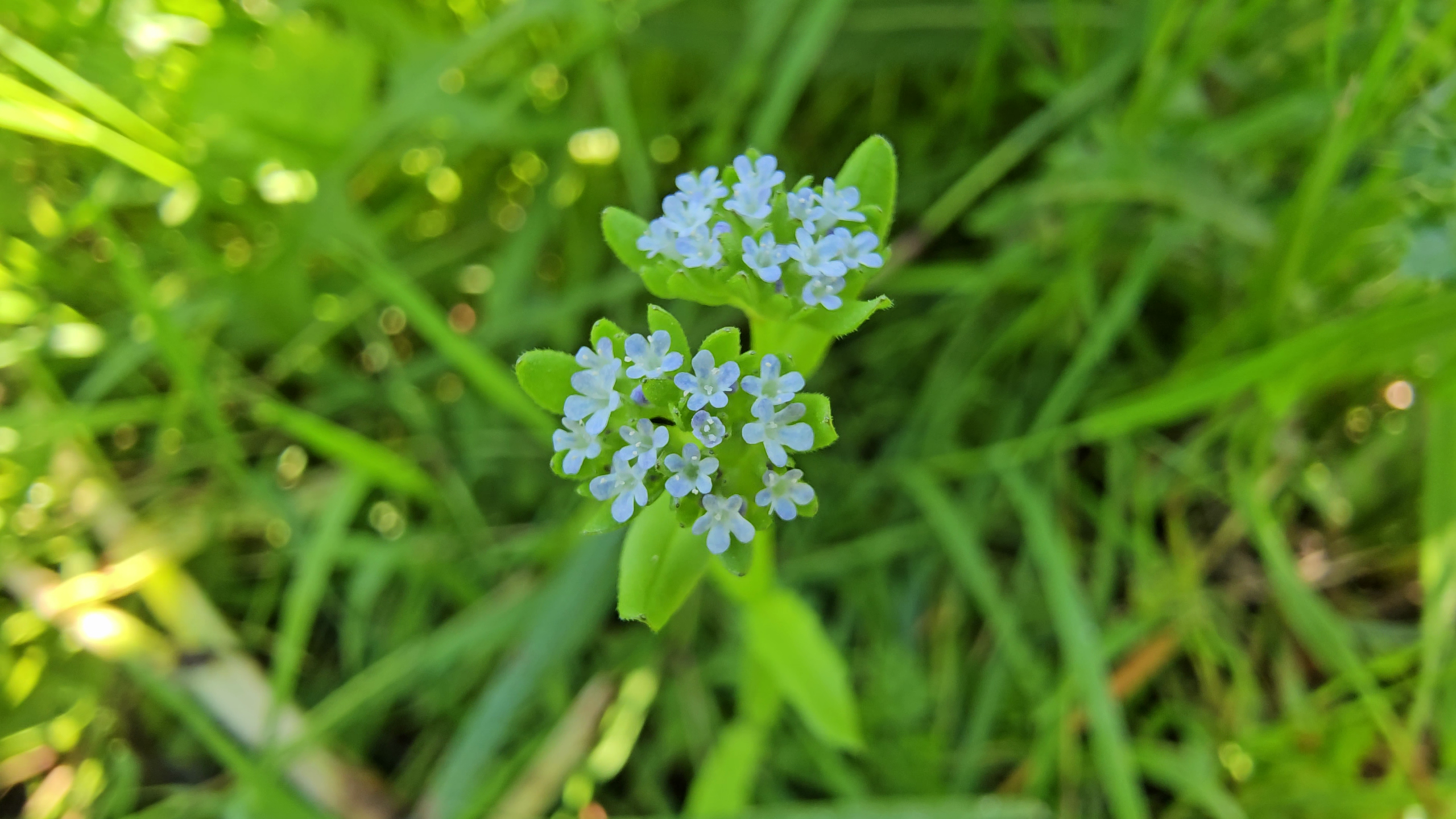fleurs de la mache sauvage