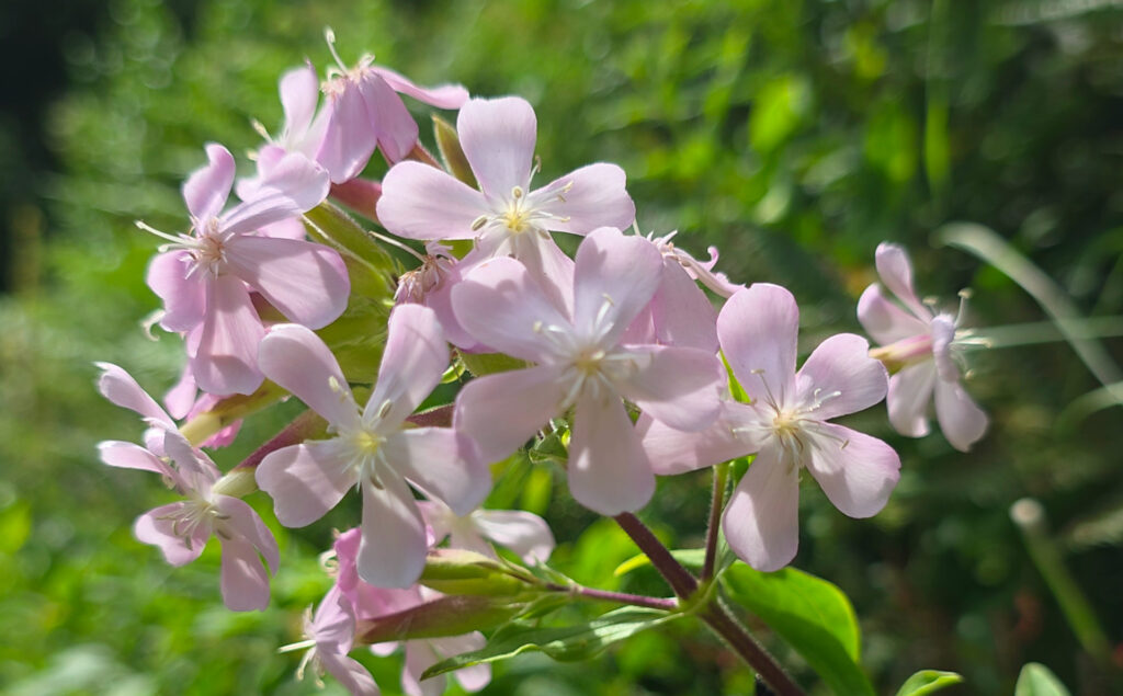 La saponaire officinale, la plante savon