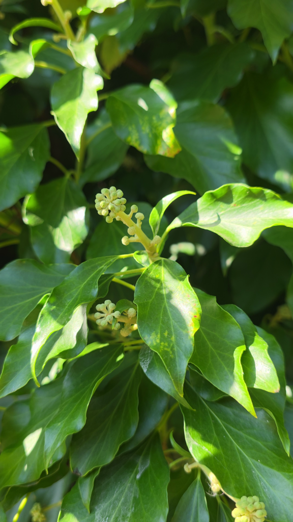 fleurs lierre grimpant (hedera helix)