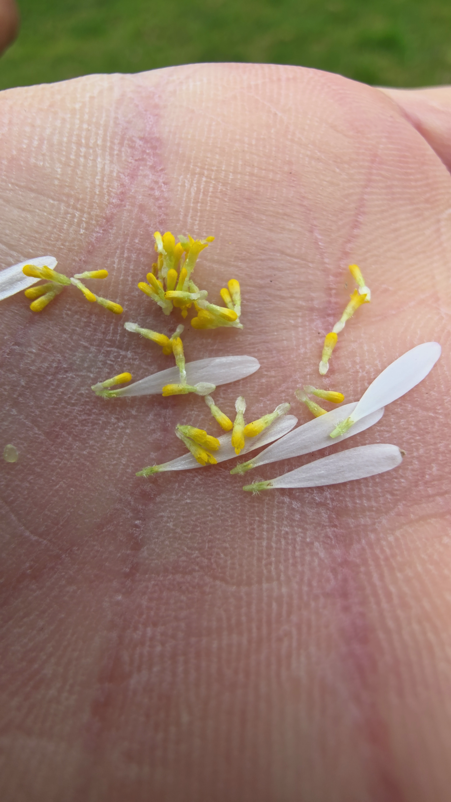 fleurs ligulees et tubulees paquerette