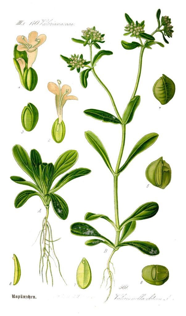 illustration valerianella locusta