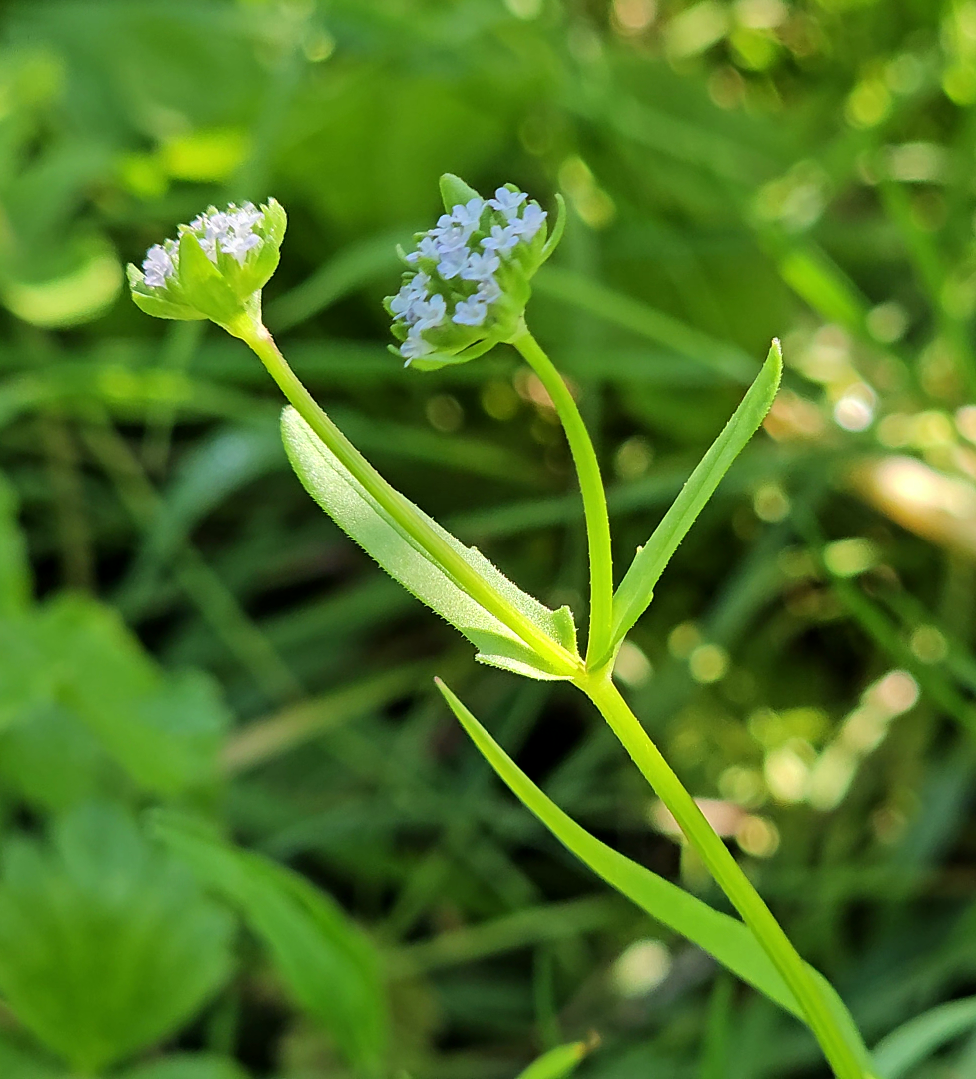 inflorescence mache sauvage