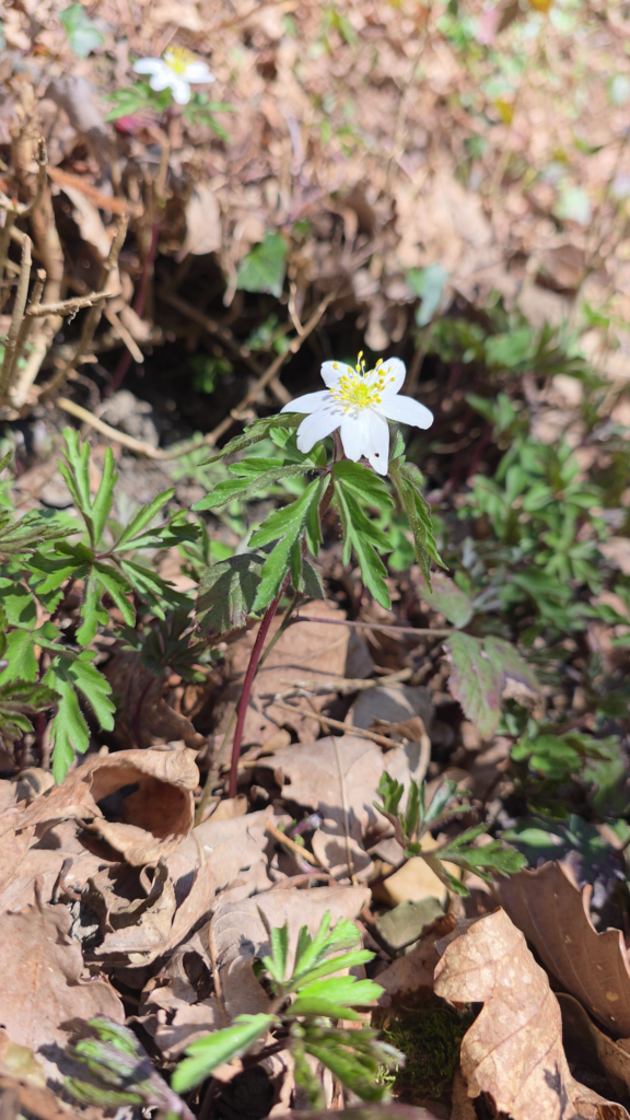 la magnifique anemone nemorosa