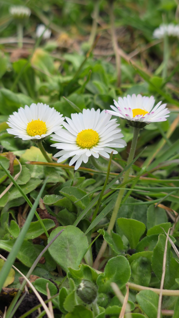les pâquerettes sont comestibles