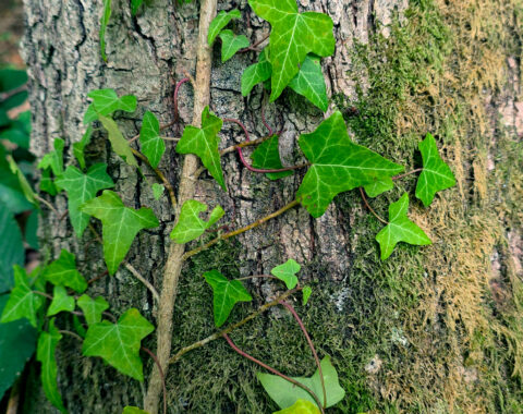 lierre grimpant comestible ou toxique