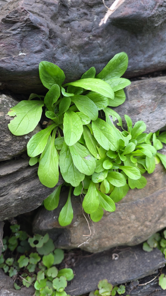 mache sauvage, commune comestible