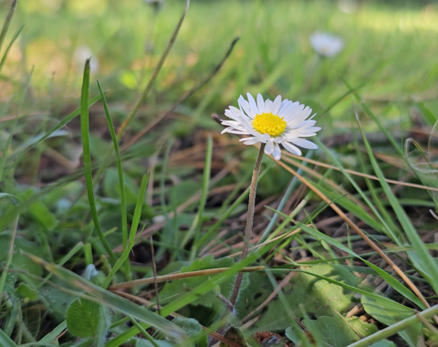 paquerette vivace comestible