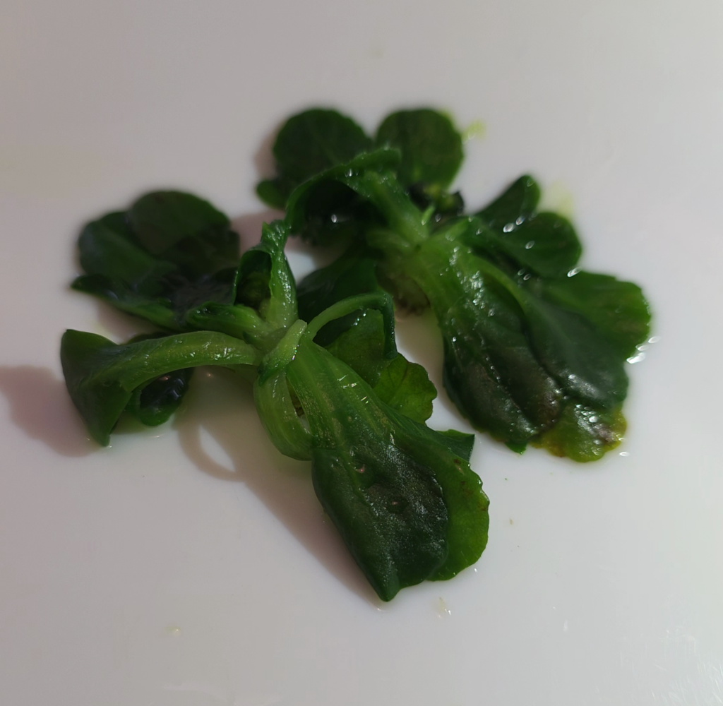 paquerette vivace cuite comestible