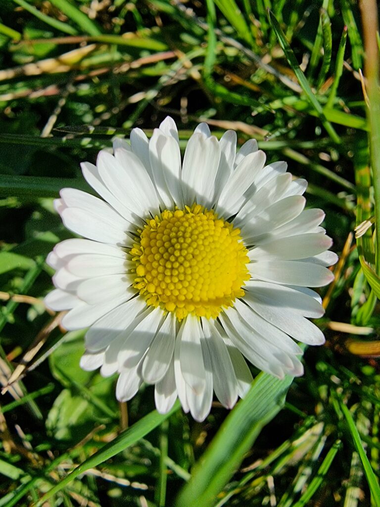 capitule de paquerette