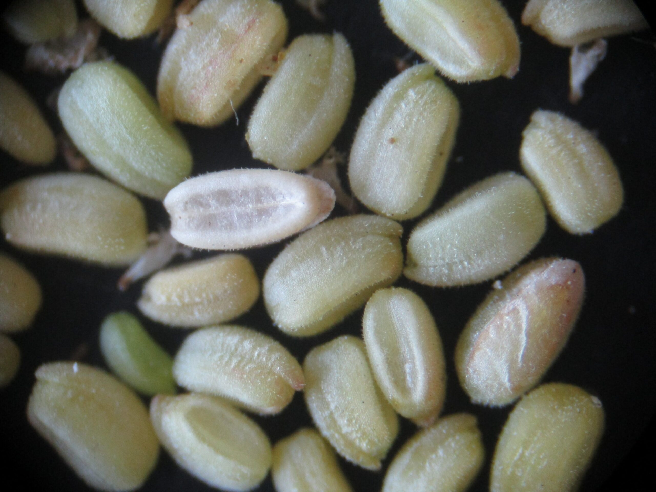 Fruits de la mache sauvage