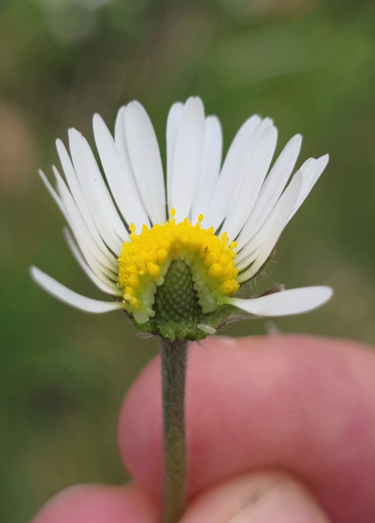 la fleur de la paquerette comestible est un capitule
