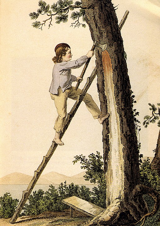 le gemmag au crot; résine de pin