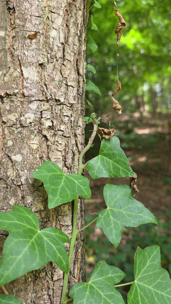 lierre grimpant est il comestible