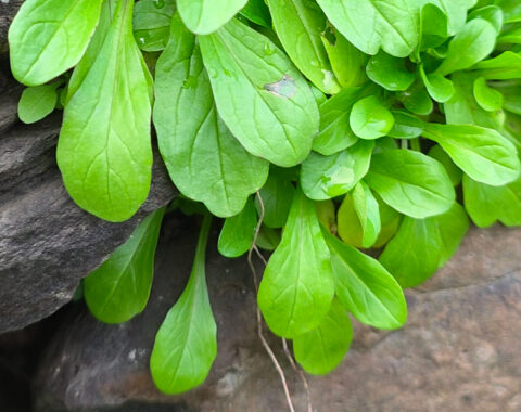mache sauvage comestible