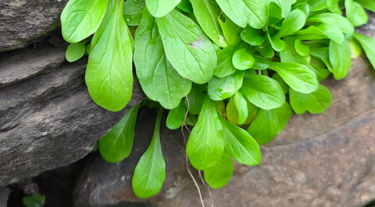 mache sauvage comestible