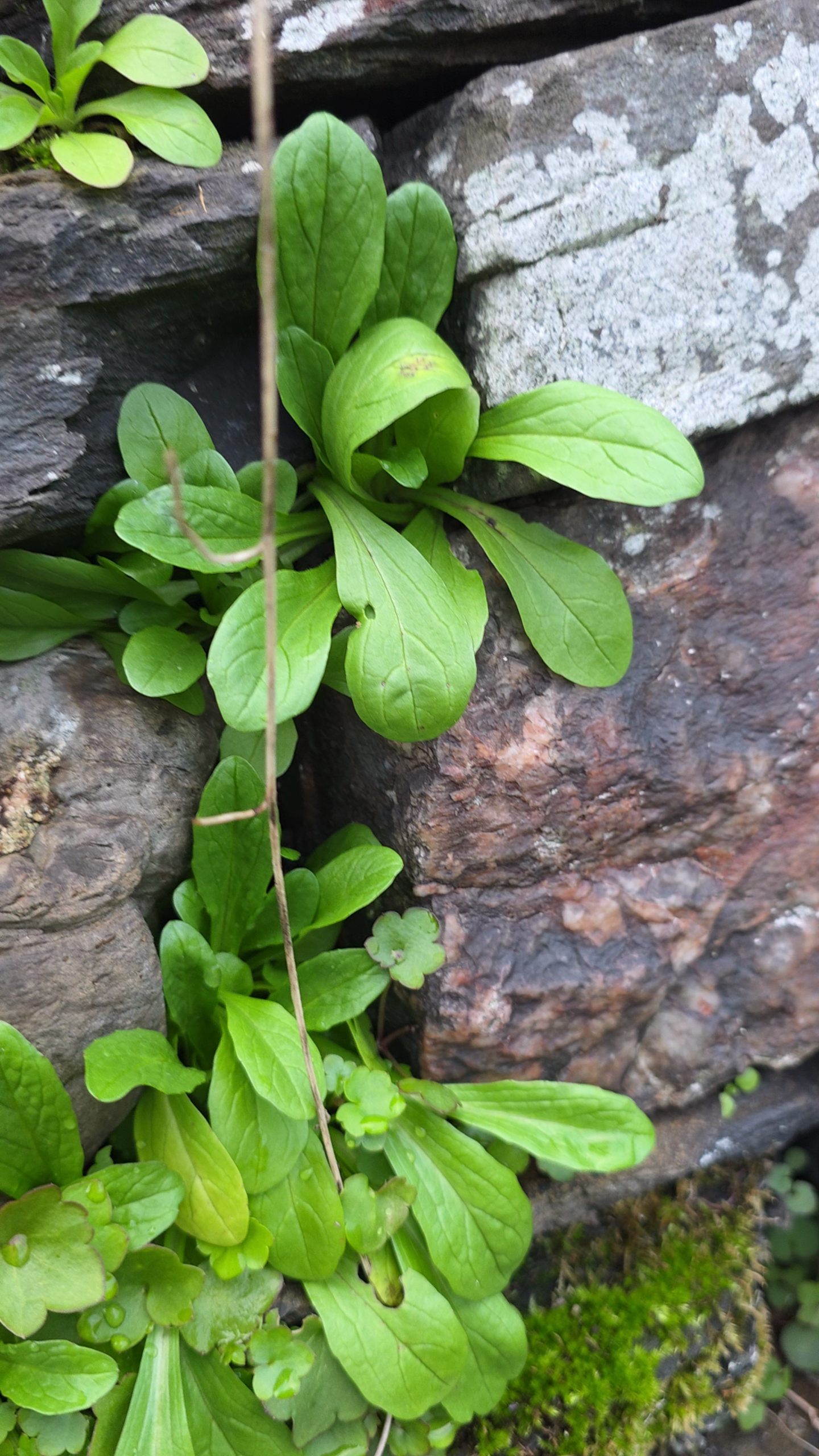mache sauvage pousse sur mur