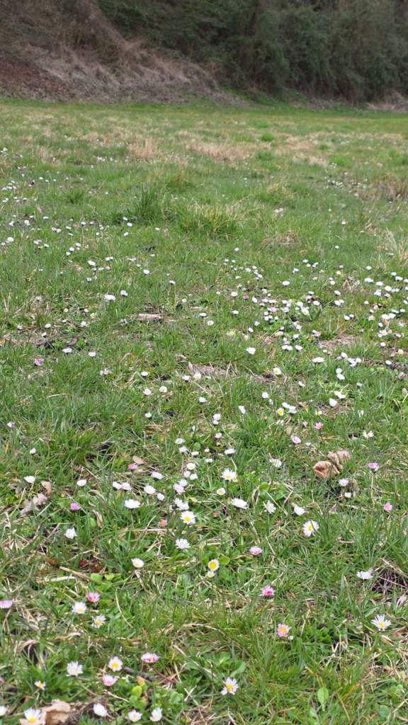 ou pousse paquerette comestible (Bellis perennis)