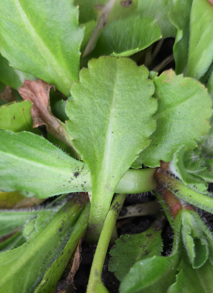 paquerette comestible feuille