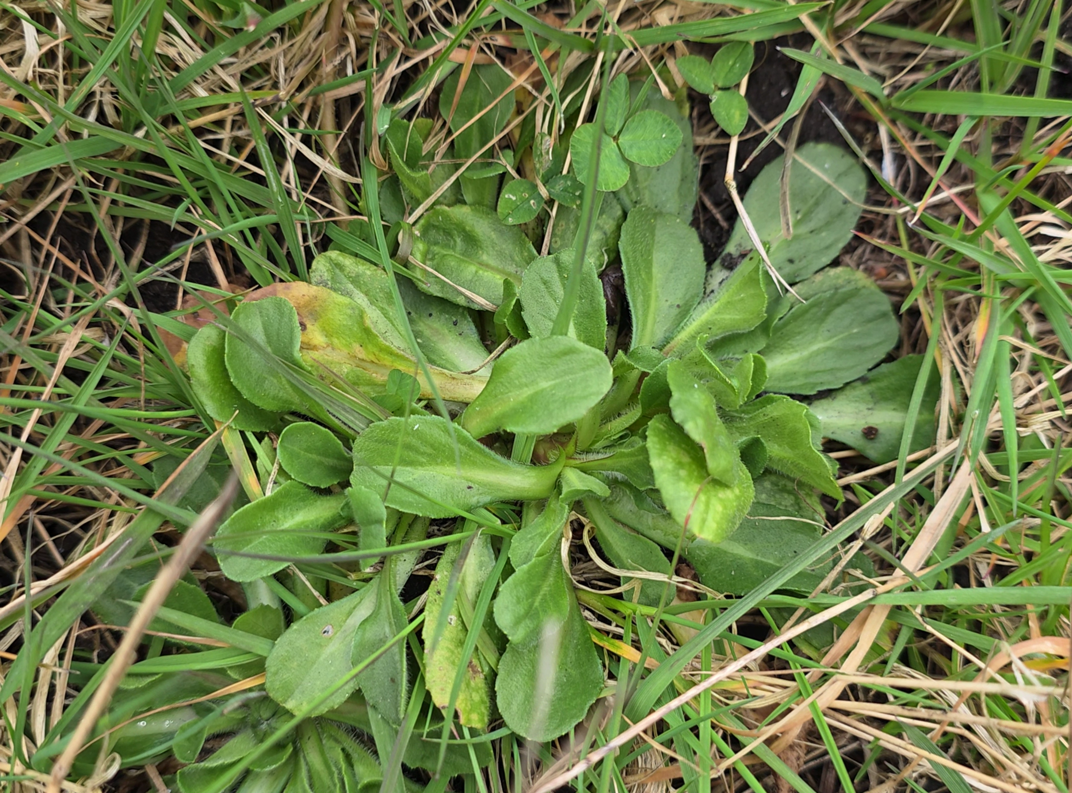 rosette comestible de bellis perennis