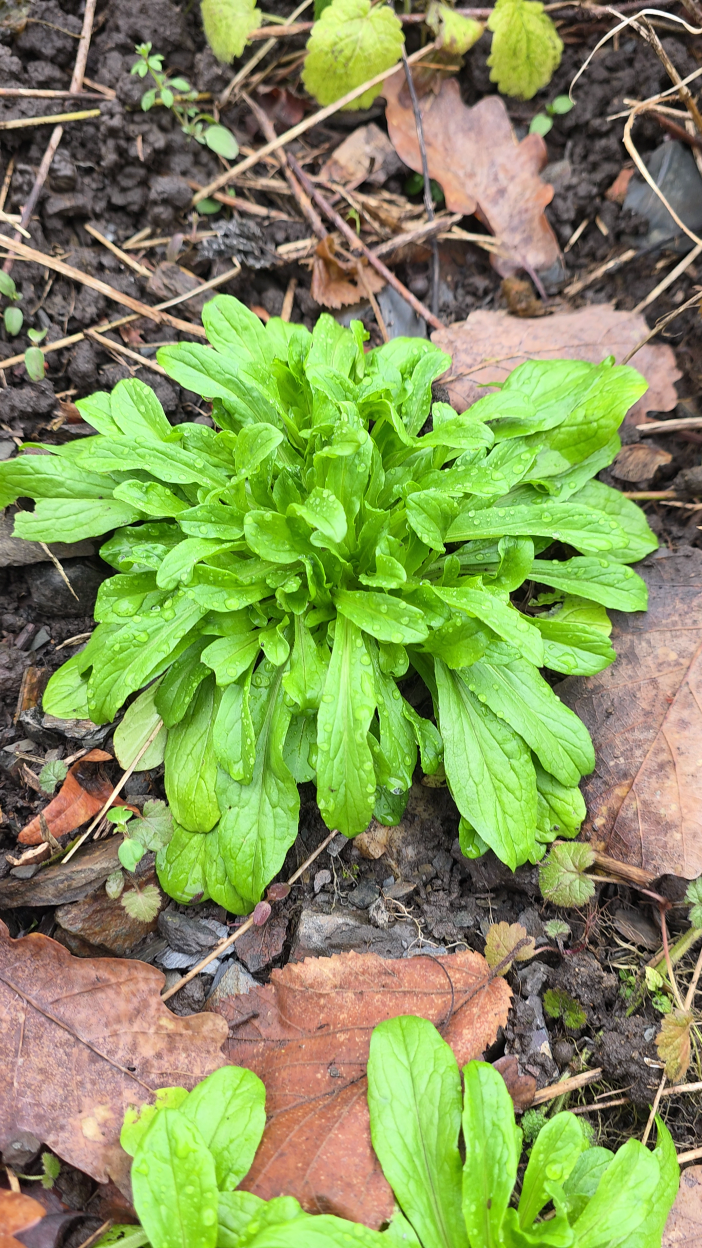 rosette de la mache commune