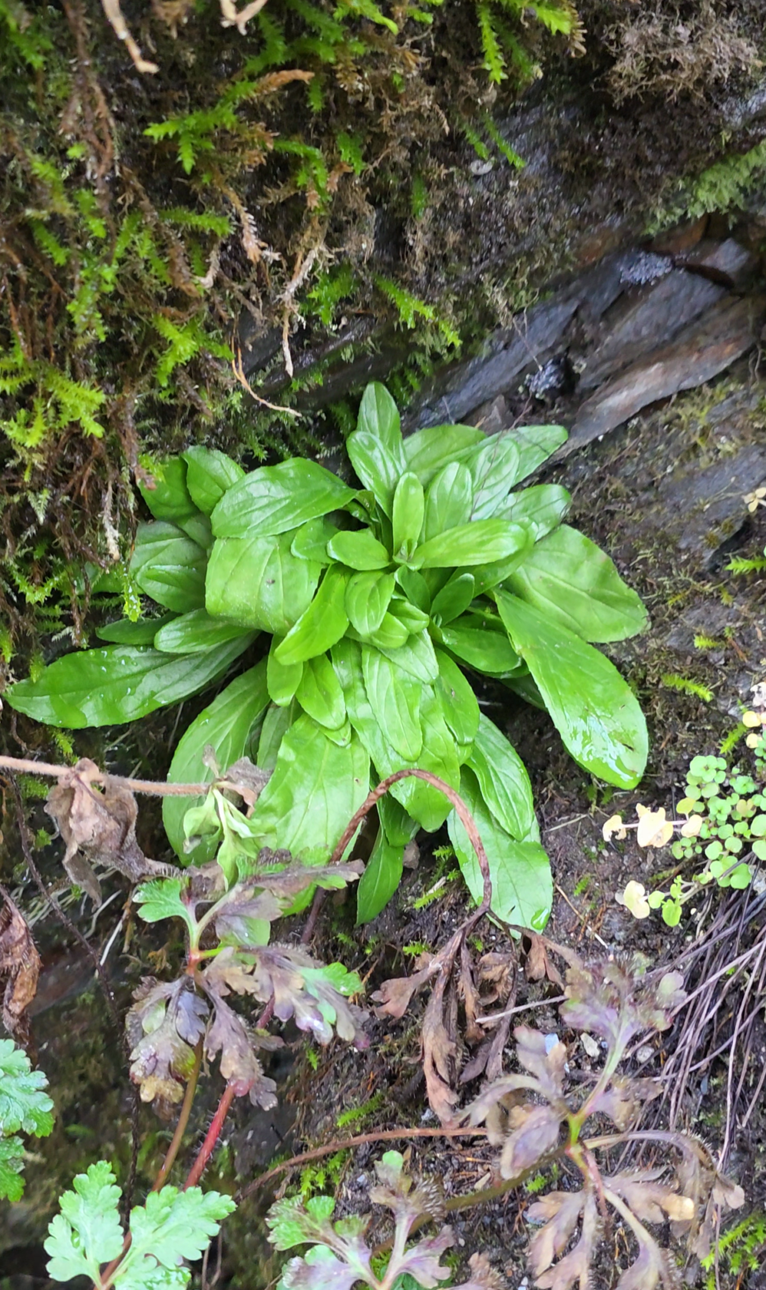 rosette mache commune